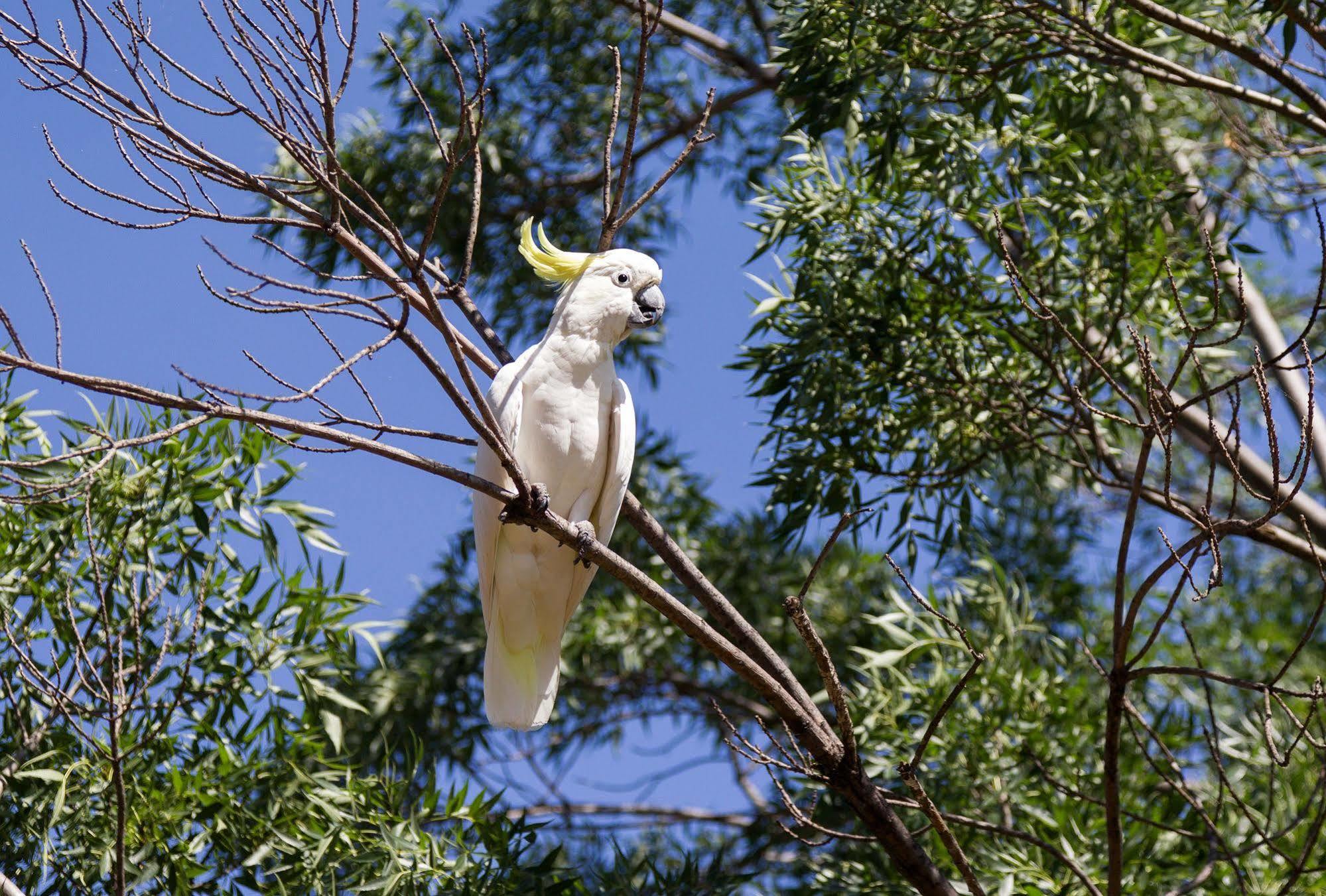 Nrma Dubbo Holiday Park Экстерьер фото